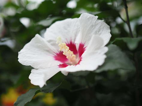 木槿花 花語|ムクゲ（木槿）の花言葉｜種類、花の特徴、フヨウと 